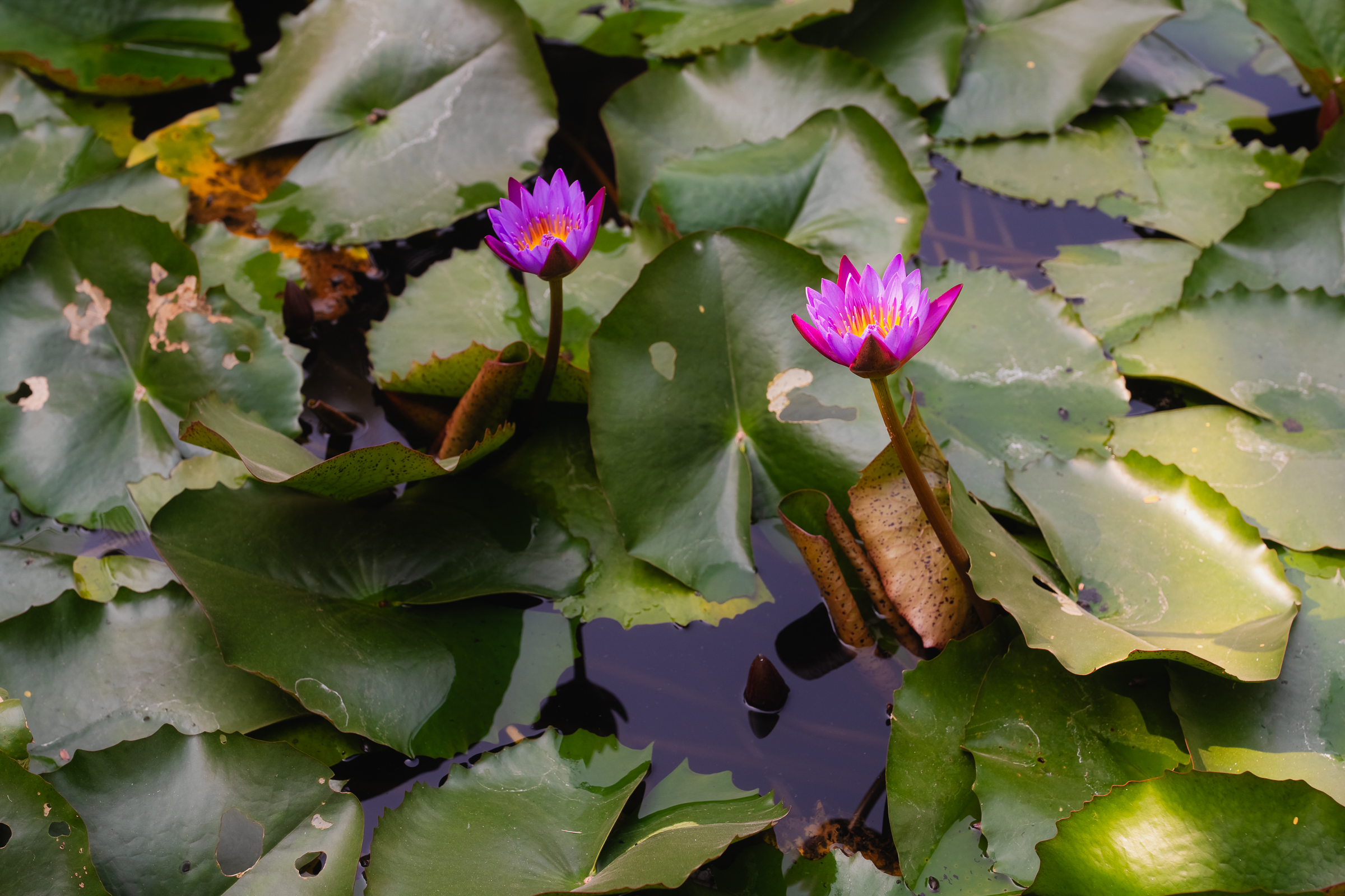 Image from Akhila Anand